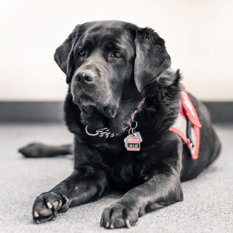 Image of the therapy dog Jillie